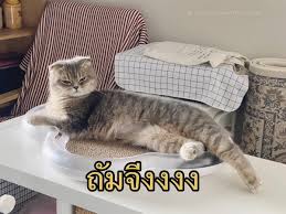 Maybe you would like to learn more about one of these? à¸¡ à¸¡à¹à¸¡à¸§ Hashtag On Twitter
