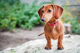 The visual symptoms of a gradual loss of vision in dachshunds include: Do Dachshunds Shed Much Stop My Dog Shedding