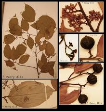 Image result for Cryptocarya