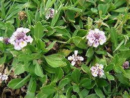 Image result for Lippia abyssinica
