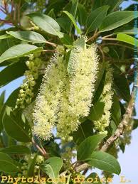 Image result for Phytolacca dioica