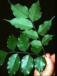 Image result for Dialium