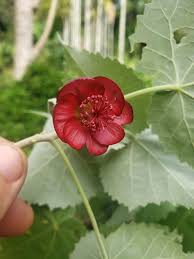 Image result for Abutilon rehmannii