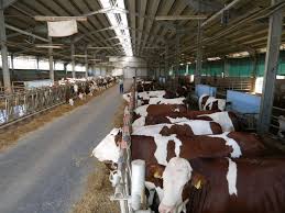 Angajăm personal necalificat pentru ferma de vaci. Ferme De Vaci Montberliarde Pentru Lapte Intrebari Frecvente Rocadia Portal Marketing Digital