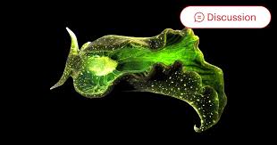 Image result for Scleria chlorocalyx