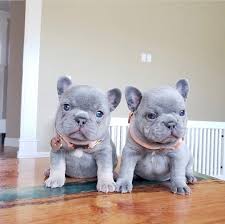 Read all about frenchies on our blog: Frenchie Puppies Vermont Frenchie Puppies For Sale
