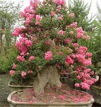 Pictures courtesy of paul pikel orlando bonsai. Crape Myrtle Bonsai Tree Chinese Bonsai Garden
