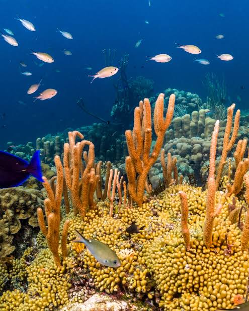 Bonaire National Marine Park coral reef, AI generated