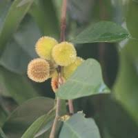 Image result for Peraceae