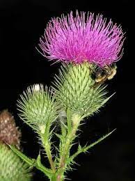 Thistle Thistle Flower Scotland National Flower Thistle