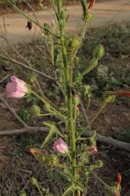 Image result for Pavonia leptocalyx