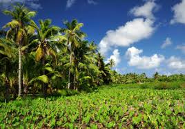 Image result for Samoan plantation