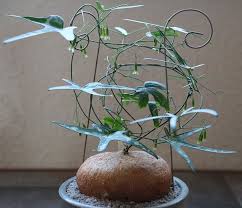 Image result for Adenia kirkii