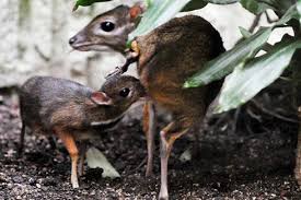 This tiny baby mouse deer was born on valentines day at the berlin zoo. Mouse Deer Zooborns