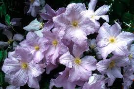 Maybe you would like to learn more about one of these? Clematis Blakite Angel Clematis Sorten
