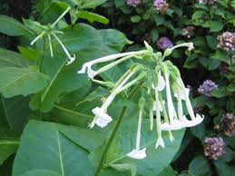 Plante qui repousse les mouche et moustique. Des Plantes Anti Moustiques