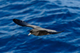 Petrel