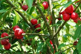 Pohon mahkota dewa (phaleria macrocarpa) atau dalam bahasa melayu pohon simalakama, yang buahnya juga di sebut buah simalakama. Mahkota Dewa Buah Simalakama Si Raja Obat Satu Harapan