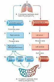 Respiratory Nursing Study Cardiac Nursing Human Anatomy And Physiology