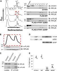 At has 1 job listed on their profile. The Atypical Dual Specificity Phosphatase Hyvh1 Associates With Multiple Ribonucleoprotein Particles Journal Of Biological Chemistry