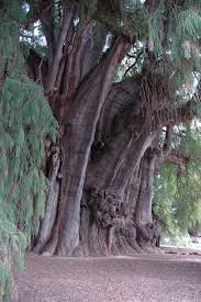 Ahuehuete (n.) 1.mexico's most famous tree; El Arbol Del Tule Ahuehuete Oaxaca Mexico World S Biggest Tree Measuring Its Width Have Been Blessed To Visit It T Weird Trees Tree Forest Unique Trees