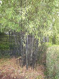 Image result for Justicia phyllostachys