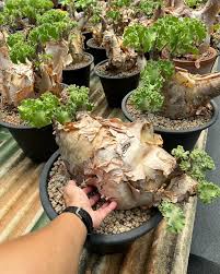 Image result for Cyphostemma congestum