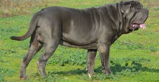 Le mâtin de naples est un molosse à l'origine très ancienne qui manifeste une irrésistible joie de vivre. Matin De Naples Ou Matin Napolitain Race De Chien Et Chiot