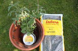 Stabile temperaturen, kein nachtfrost mehr. Wann Tomaten Pflanzen Der Beste Zeitpunkt Lubera