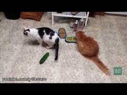 Cat Vs Cucumber By Huff Post Cats Scared Of Cucumbers Cats Vs Cucumbers Cats And Cucumbers