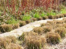 A Guide To Planting Ornamental Grasses - Burpee