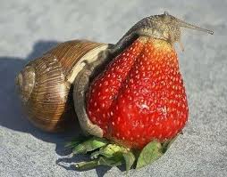 My cute baby turtle tortoise eating cucumber to first time. 22 Animals Eating Berries Look Like Horror Movie Monsters Bored Panda