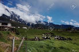 We did not find results for: Desa Dairy Farm Kundasang Sabah Malaysia Stock Photo Picture And Royalty Free Image Image 155179755