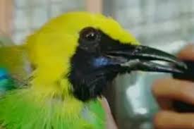 Burung jenggot mini betina mp3 & mp4. Tidak Ada Dokumen Ribuan Burung Gagal Masuk Lampung Gaya Hidup