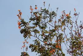 Image result for Tecomaria nyassae