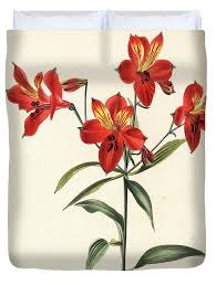 Image result for Alstroemeria pulchella