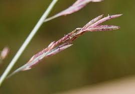 Image result for Eragrostis congesta