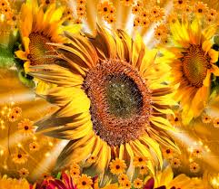 Nel 2009 ben 1.380 persone hanno destinato il proprio 5 per mille alla casa dei girasoli. Le Gif Con Girasoli 95 Bellissime Gif Animate Gratuite