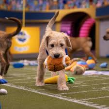 Hse testing occurs at a level similar to what students are required to. How To Watch Or Stream The Puppy Bowl 2020
