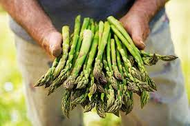 Tunas disusun dan disajikan dalam berbagai cara di seluruh dunia. Can You Eat Asparagus After It Ferns