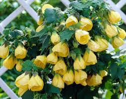 Image result for Abutilon lauraster
