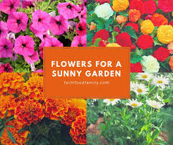 Just the sight of those colorful little beauties is enough to take the stress away. 4 Best Flowers For A Sunny Garden Farmfoodfamily