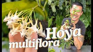 Image result for hoya multiflora