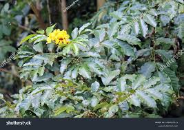 Image result for Markhamia obtusifolia