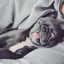 Sweet Dreams Pandora The French Bulldog French Bulldog Puppies Bulldog Puppies Bulldog