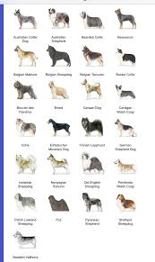 Herding Dog Breeds Herding Dogs Dog Breeds List Dogs