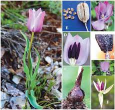 Bulb flowers that start with h. Tulipa Luanica Liliaceae A New Species From Southern Kosovo