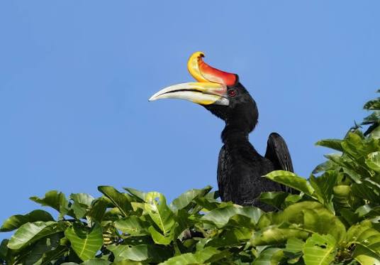 Rhinoceros Hornbill (Buceros rhinoceros) One of several hornbills we were able to see and photograph in Borneo, along the Kinabatangan River, this past June–July. A large species, difficult to miss. Malaysia –
