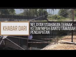 These sentences come from external sources and may not be accurate. Khabar Dari Kedah Nelayan Usahakan Ternak Ketam Nipah Bantu Tambah Pendapatan Youtube