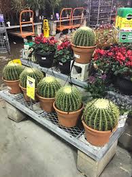 How long do cacti from home depo and similar stores live for? Huge Cacti At My Local Home Depot Are They Worth Buying Cactus